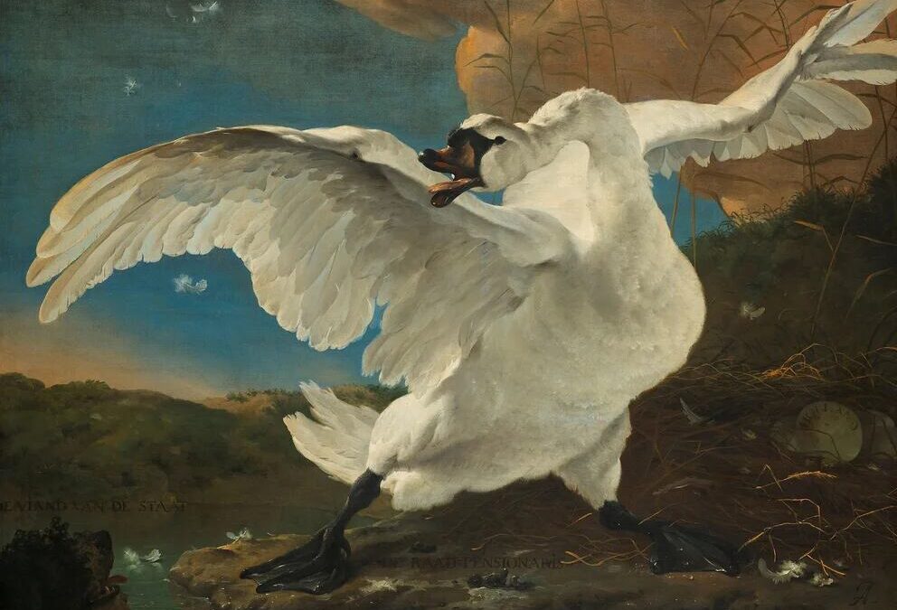 El cisne blanco y el desencanto empresarial